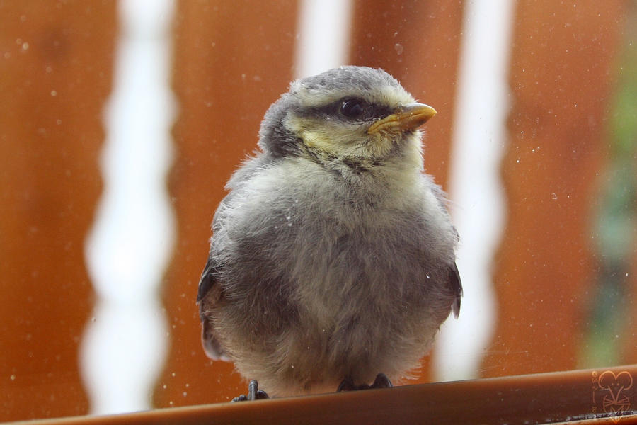 Fluffy ball