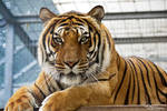 Siberian Tiger at a Big Cat Shelter by Kiara-Vestigium