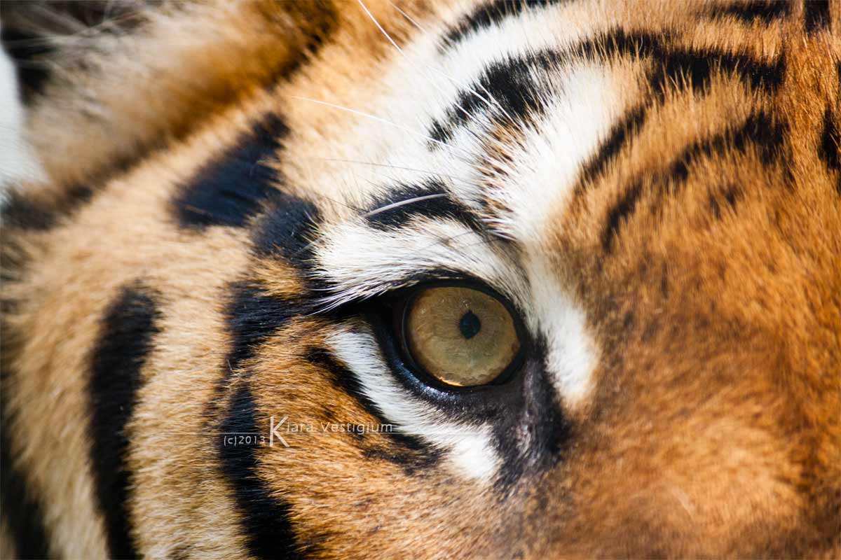 The Eye of the Tiger