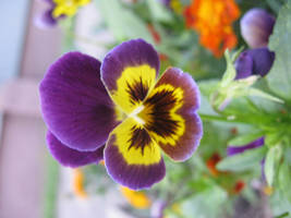 Flower violet with yellow