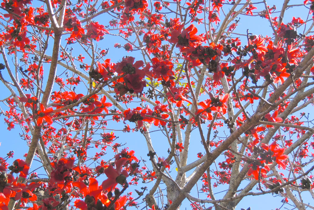 Red Silk Cotton Tree Full of Flowers!