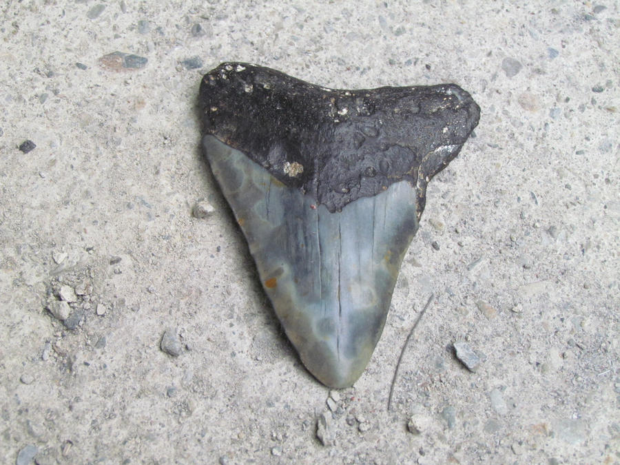 Blue Meg by Saberrex on DeviantArt