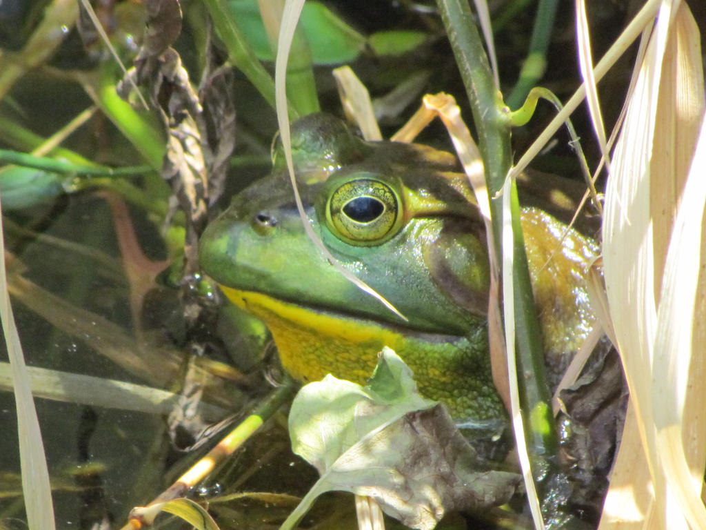 Bullfrog by Saberrex on DeviantArt
