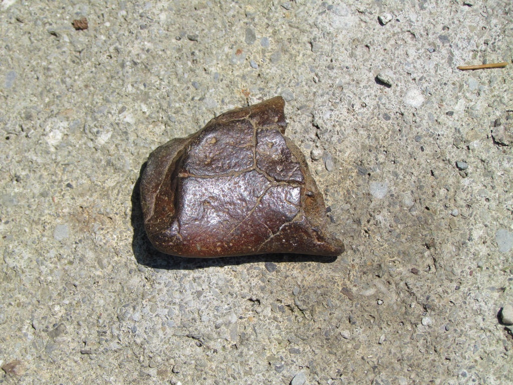 Chomp and Stomp: hadrosaur fragment