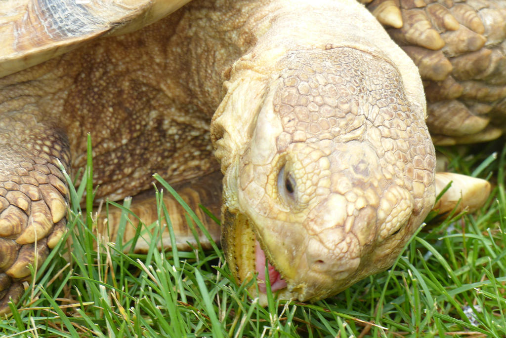 Tortoise Rex Grazing tortoise by Saberrex on DeviantArt