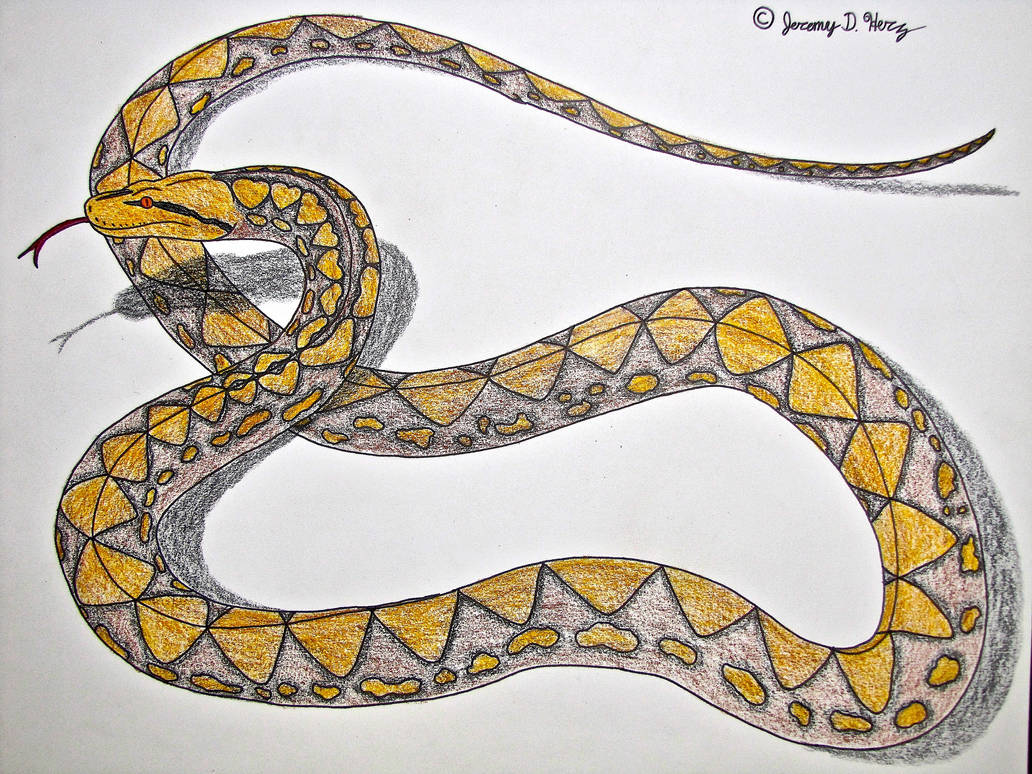 Reticulated Python by Saberrex on DeviantArt