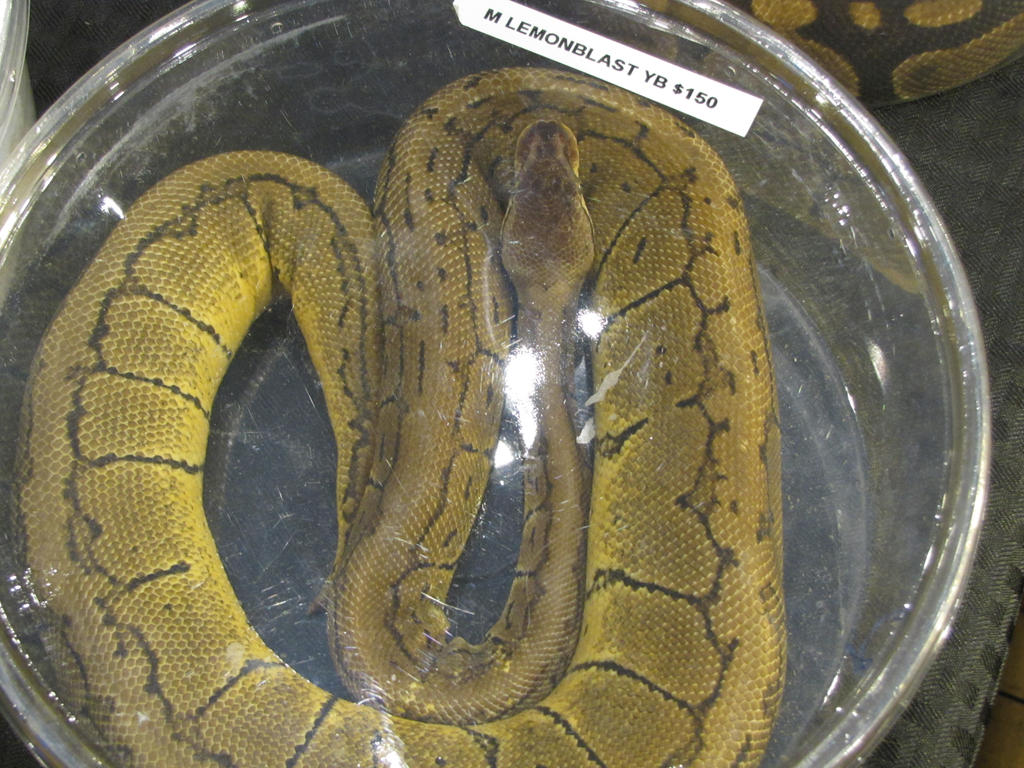 Ball Python 2 by Saberrex on DeviantArt