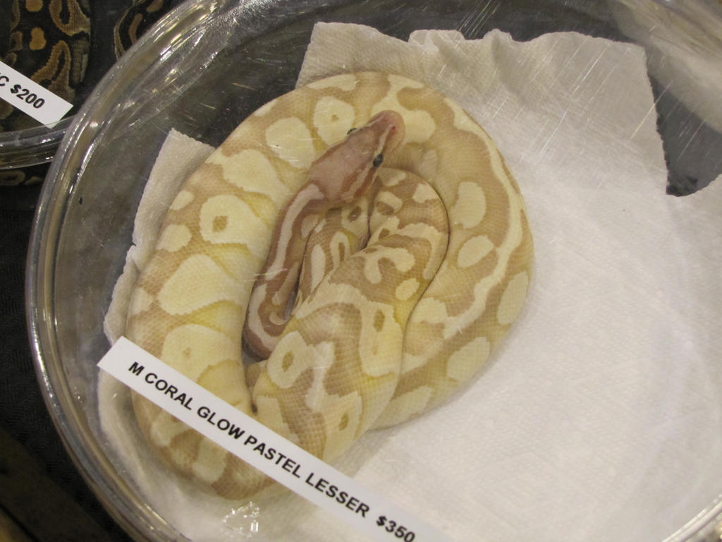 Ball Python 3 by Saberrex on DeviantArt