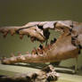 Basilosaurus cetoides