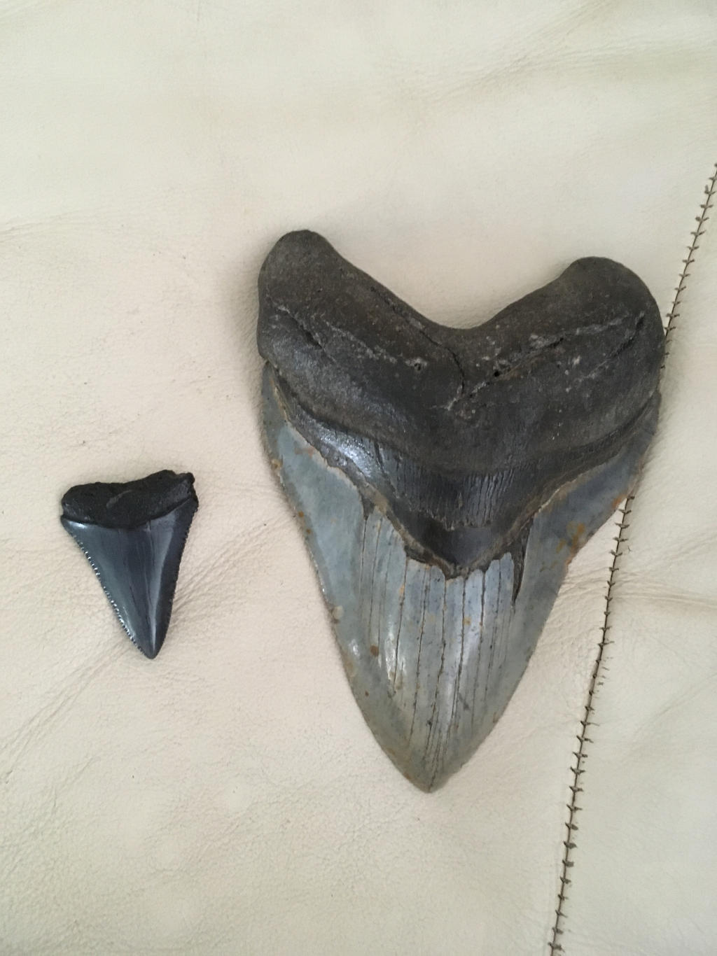 Megalodon and the great white- Size comparison by Saberrex on DeviantArt