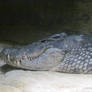 Nile crocodile