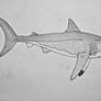 Carcharocles megalodon- Pencil and Pen Sketch
