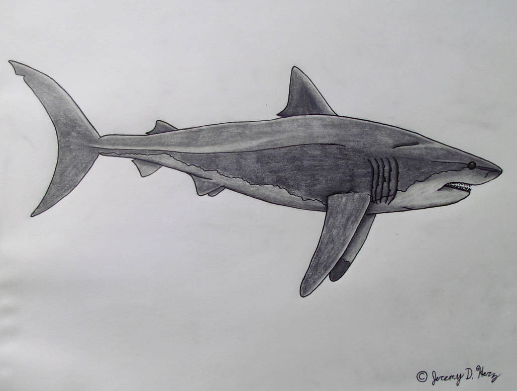 Carcharocles megalodon- Shaded Variant by Saberrex on DeviantArt