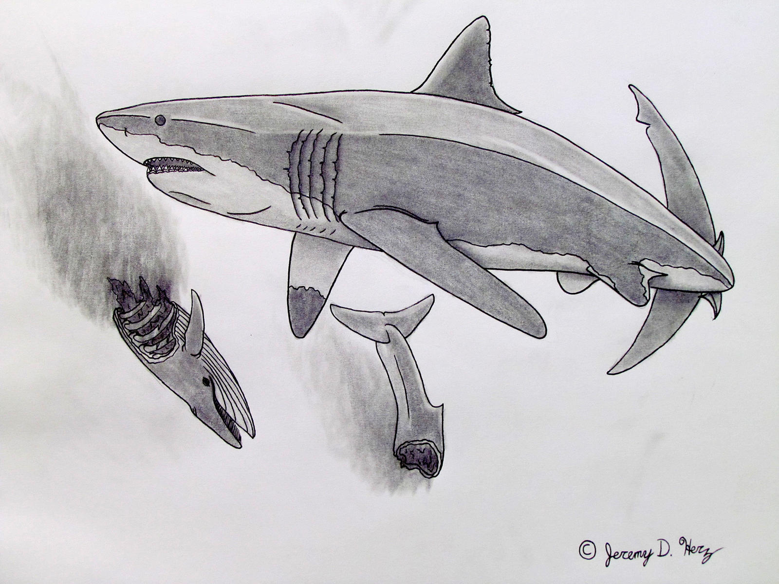 Carcharocles megalodon by Saberrex on DeviantArt