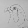 Peregrine Falcon- Profile