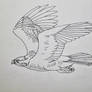 Northern Goshawk Flying