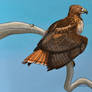 Red-Tailed Hawk Perching- Color Version