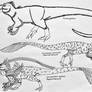 Tyrannosaurs- Australotyrannidae (Cont.) 3