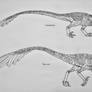 Dromaeosauridae- Unenlagiinae 2