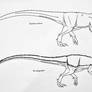 Megaraptora- Australovenatorinae 1