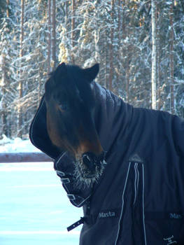 frosty snout