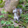 Squidgy squirrel