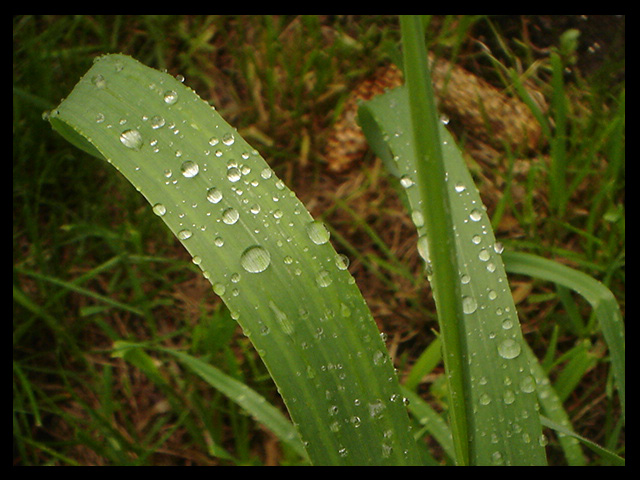 Rainy days