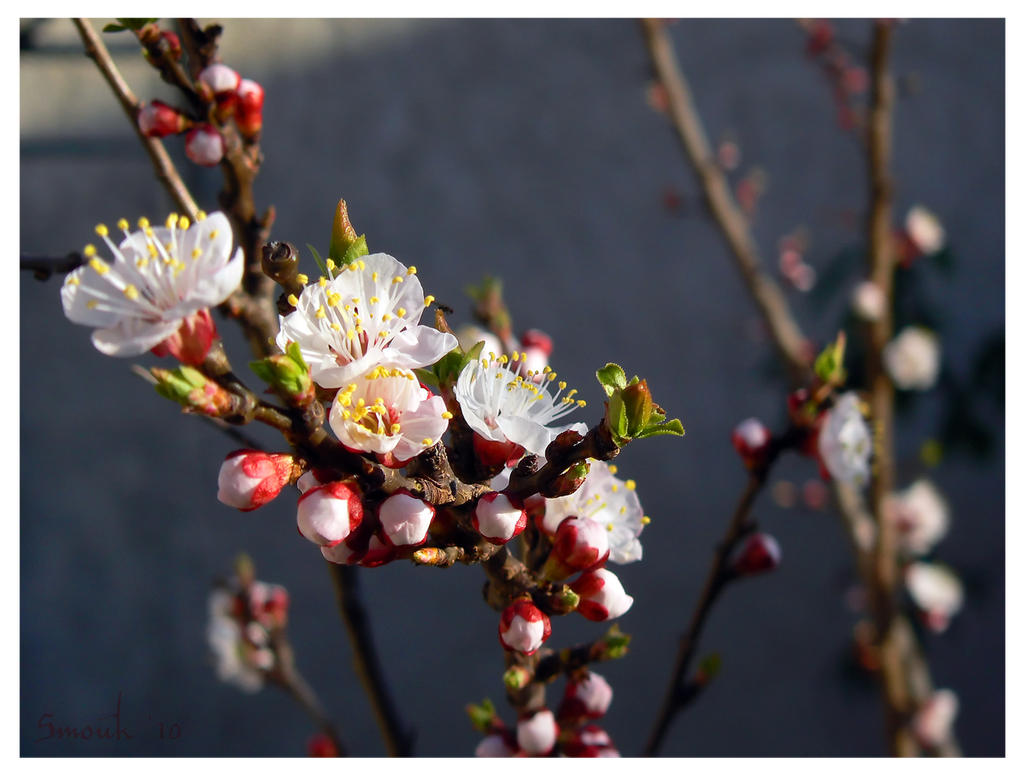 Almond bloom