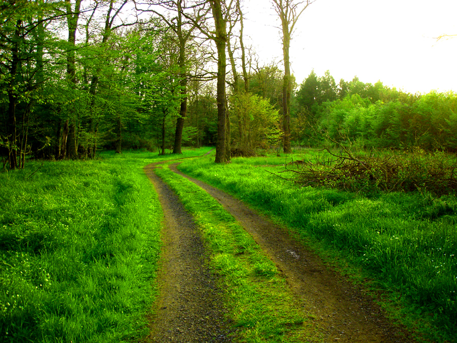 A Walk in the Forest