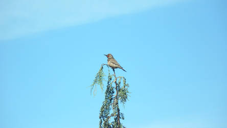 Northern Flicker