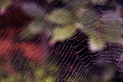 Web sparkles