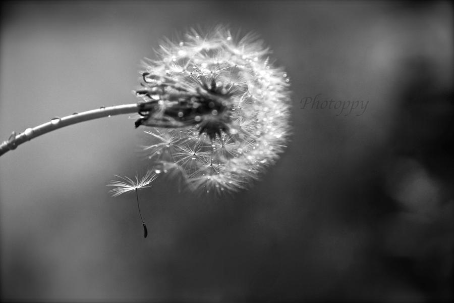 Letting go. Dandelion style.