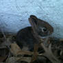 And another baby bunny