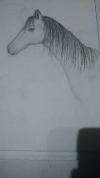 horse