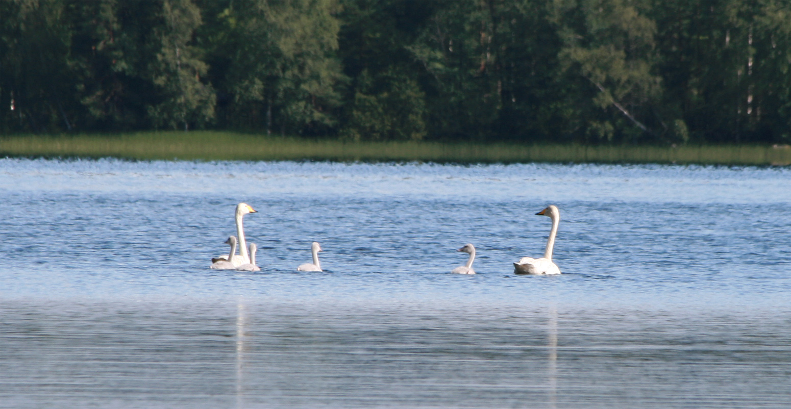 Swan family