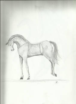 Cantering Horse Sketch