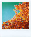 Polaroid - Urban Autumn 3 by LightOfThe80ies