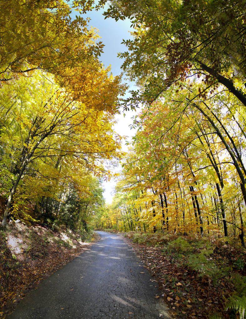 Colorful Autumn