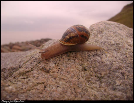 Snail