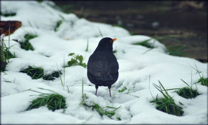 Mr. Blackbird