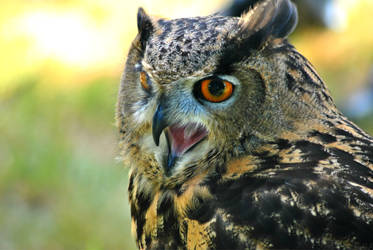 European Eagle Owl