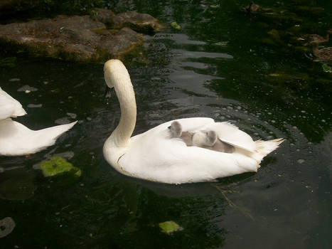 Swan Puppys 2