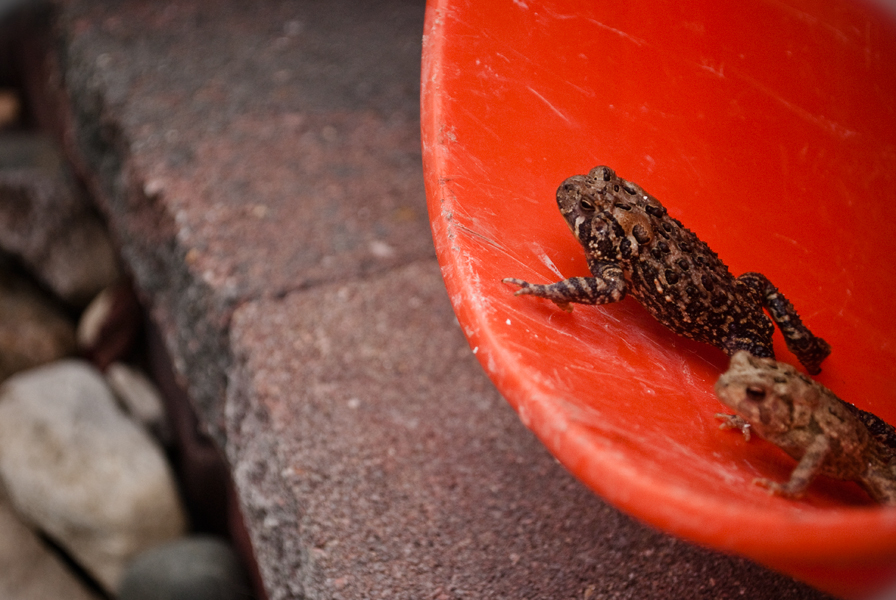 crawling