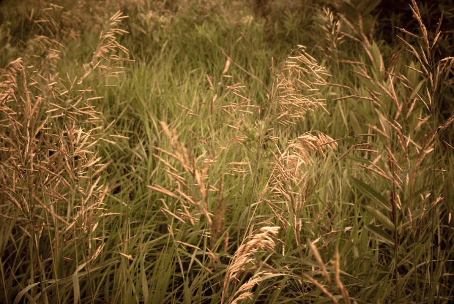 grasses