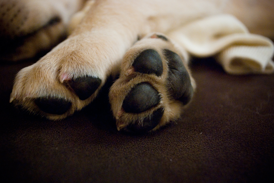 puppy paws