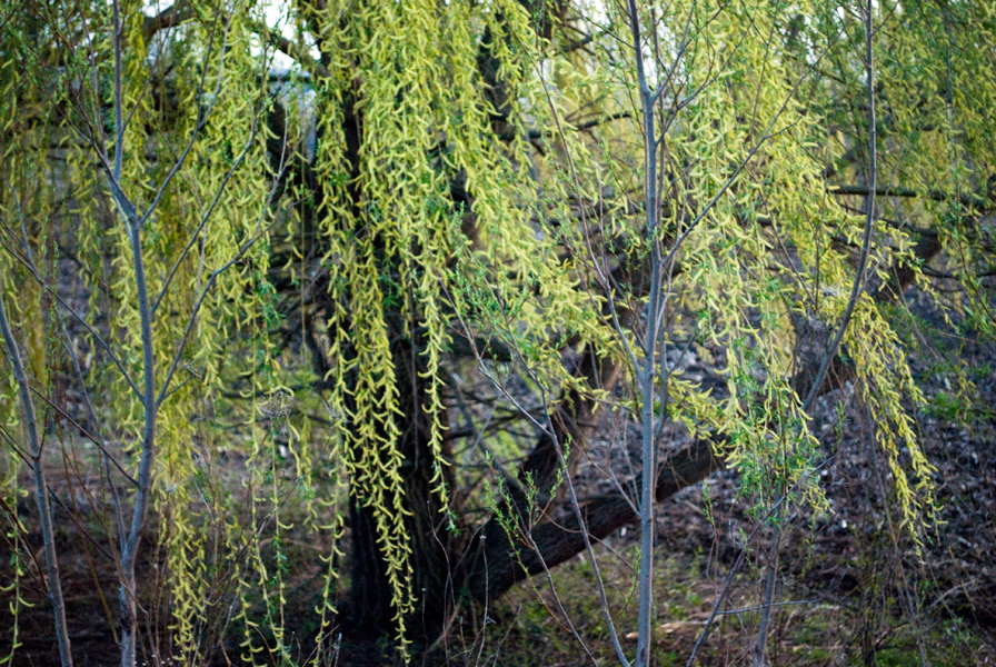 Vibrant Willow