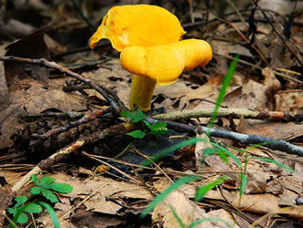 Yellow Mushroom