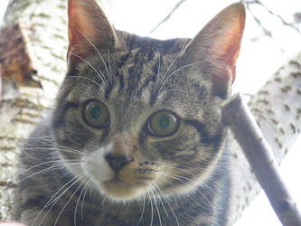 Dinky Roaming in the Garden