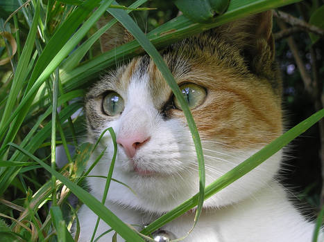 Mollie: Peering out the Grass