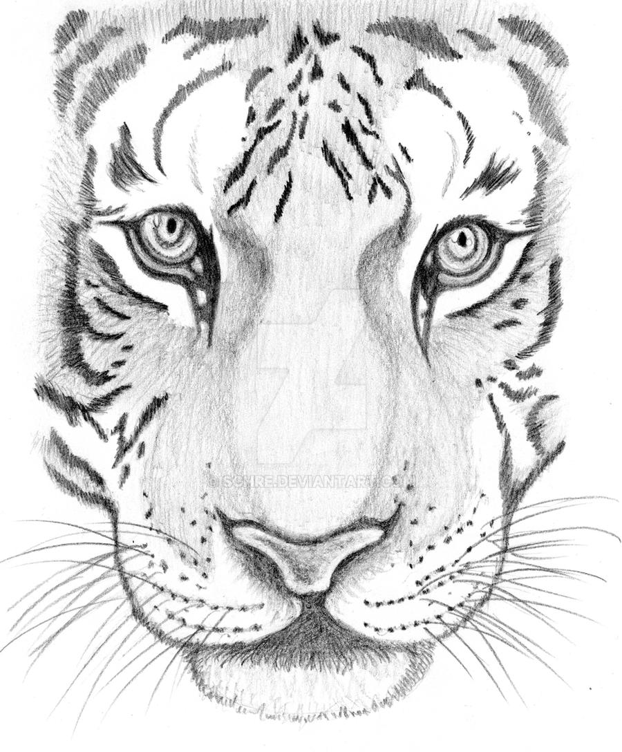 Tiger sketch